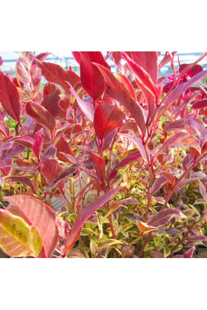 Декоративные листья Леукотое Вальтера Фаерстар